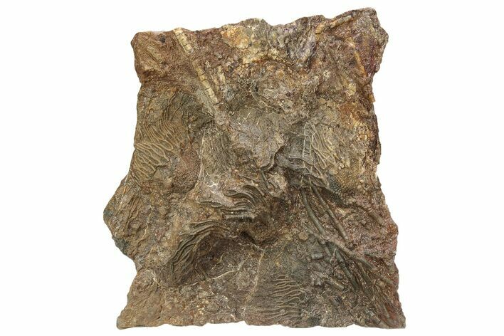 Silurian Fossil Crinoid (Scyphocrinites) Plate - Morocco #214241